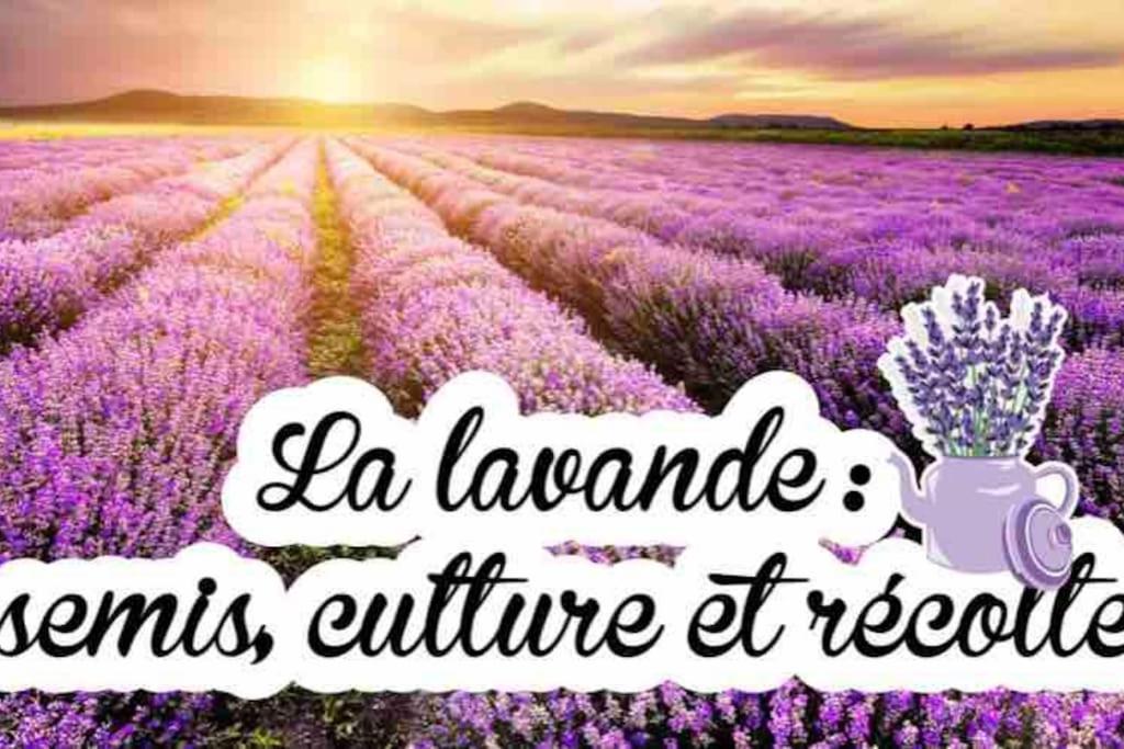 Gite De Charme Le Val Mellis Classe 3 Etoiles Dans La Douceur Provencale Vaumeilh Ngoại thất bức ảnh